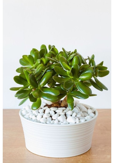 T-May Beyaz Dolomit Taşı - Bahçe Süsü, Ve Akvaryum Dekorasyonu Için Dere Çakılı 15 Kg 2-4 Cm