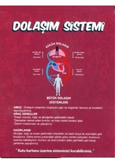 Misyon Kiwi Dolaşım Sistemleri Çalışması