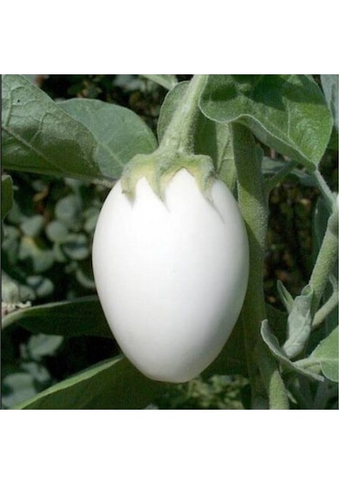 Nadir İthal Beyaz Dolmalık Patlıcan Tohumu 10 Adet Tohum