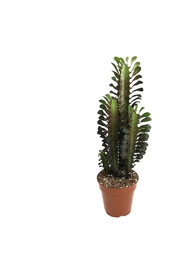 Euphorbia Trigona 'Rubra' (Süt Ağacı) Ø12 CM Y30-35 CM