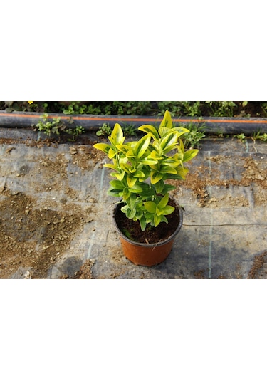 Gold Taflan 10 Adet - Sarı Çit Bitkisi