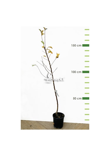 Elma Amasya Fidanı N11.489