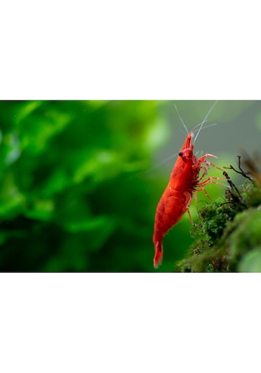 Kiraz Karides 10 Adet 1-1,2 Cm