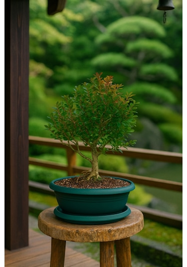 Bonsai Buxus - 7 Yaşında Hediyelik Bonsai Ağacı