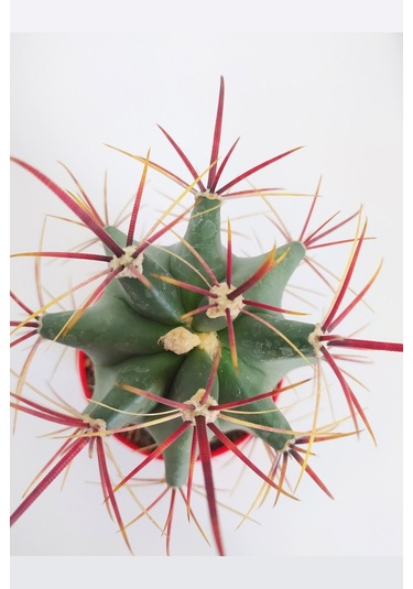 Ferocactus Emoryi Nadide Tür Tekli Özel Kaktüs 8.5 CM