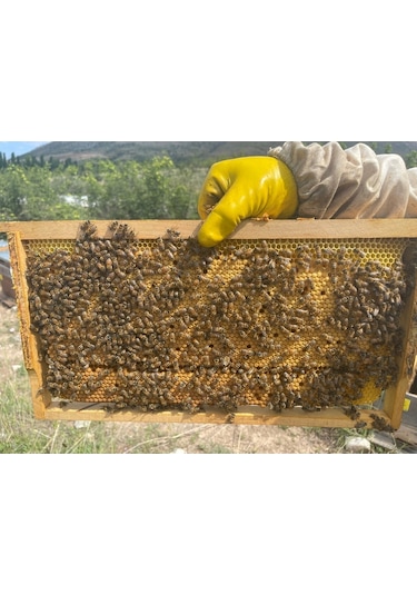 Tanbal Yayla Çiçek Balı 2800 G