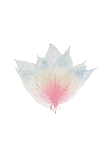 Suntek 50 Parça Doğal Manolya İskelet Yaprak Yaprak