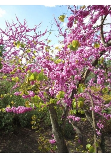 Erguvan Ağacı Tohumu 5 Tohum