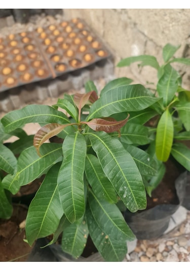 Mango Fidanı Mangifera İndica L.. 50-60 Cm. Tüplü