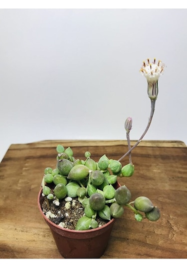 Senecio Rowleyanus Variegata Sarı Yeşil Renkli Tesbih Çiçeği