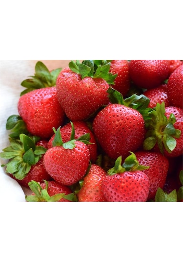 Çilek Fidesi Salkım Çilek Yediveren Çilek Fidanı Açık Kök Adet Se 250 ADET