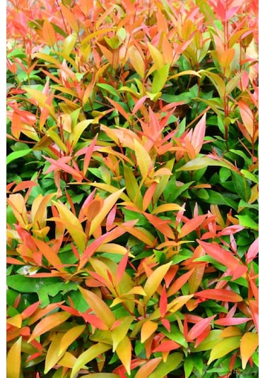 Alev Çalısı Fidanı Çit Bitkisi Photinia 80-90 Cm