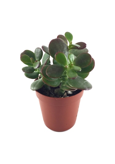 Crassula Ovata 'Minor' (Sukulent) Ø5,5 CM Y0-10 CM