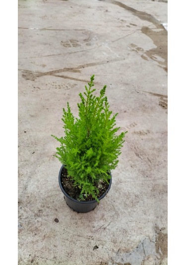 Limon Selvi 30-40 Cm