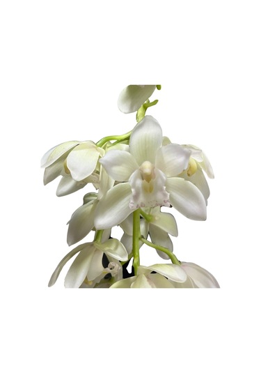 Cymbidium Cascade 'ıce' Simbidyum Orkide