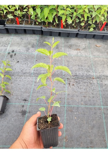 Mini Kivi 2 Adet Kırmızı+yeşil