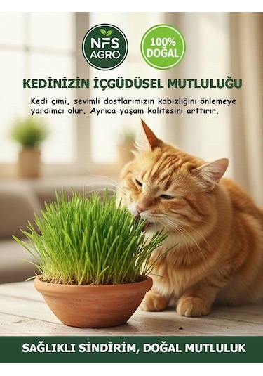 Kedi Çimi Tohumu 750 GR