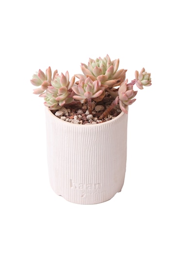 Sedeveria Markus Variegata - Sukulent Haangarden