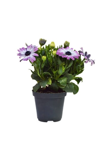 Videolu Mor 1 Adet Bodrum Papatyası Saksılı 40-55cm Purple Bodrum Daisy