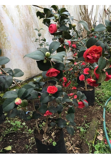 Kamelya Kırmızı 150-180 Cm