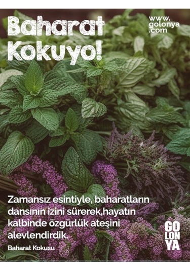Golonya Baharat Kokulu Cam Şişe Kolonya 250 ML