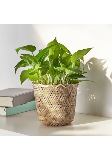 Bambu Saksı, Bambu, 15 Cm 15 Cmx28 Cm 1 Kg