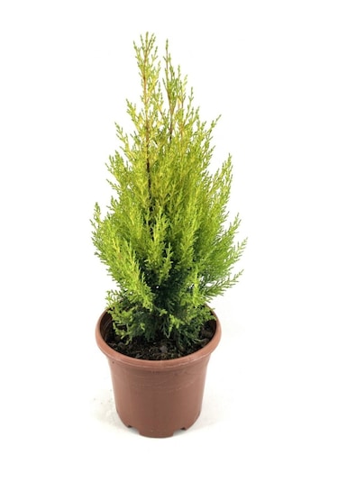 Videolu Ithal Limoni Servi Fidanı 3 Adet 30-50cm Saksılı/ Tüplü Cupressus Macrocarpa