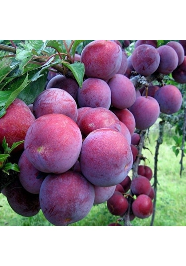 Tüplü Yarı Bodur Yemesi Güzel Briton Erik Fidanı