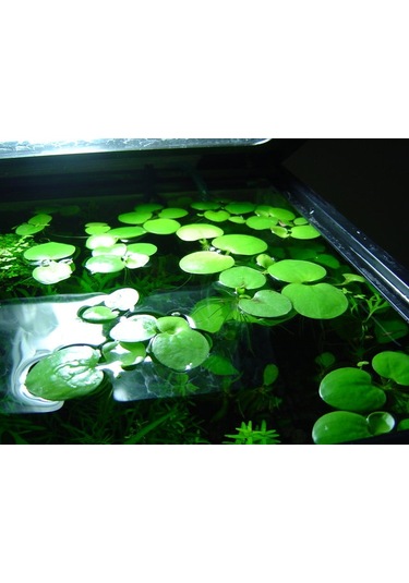 Amazon Frogbit Su Üstü Bitkisi 1 Adet