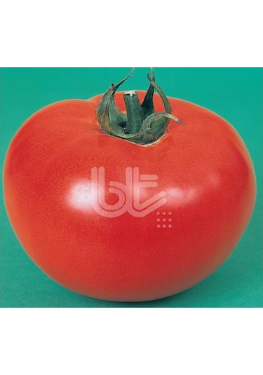 Domates Tohumu 2121 25 GR Ort 10000 Adet Tohum