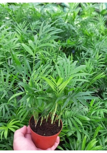 Areka Palmiyesi 20-25 Cm