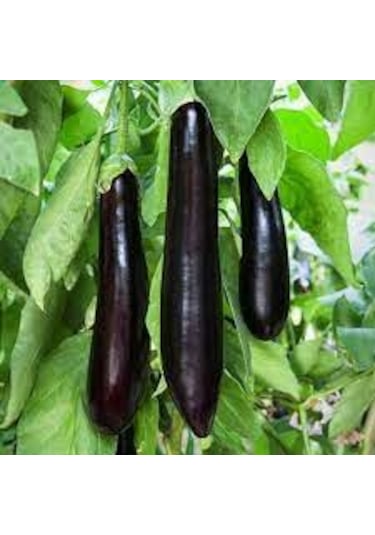 20 Adet Tohum Kemer Palıcan Tphumu Yerli Tohum Kemer Patl