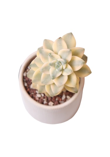 Echeveria Apricoat Beauty - Sukulent Haangarden