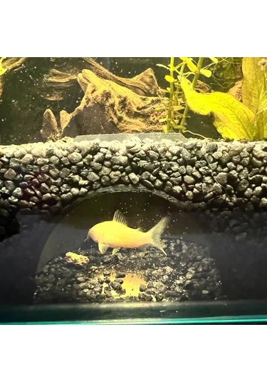 Eklemli Kemik Ejderha Figürü Hareketli Koleksiyon Oyuncağı V