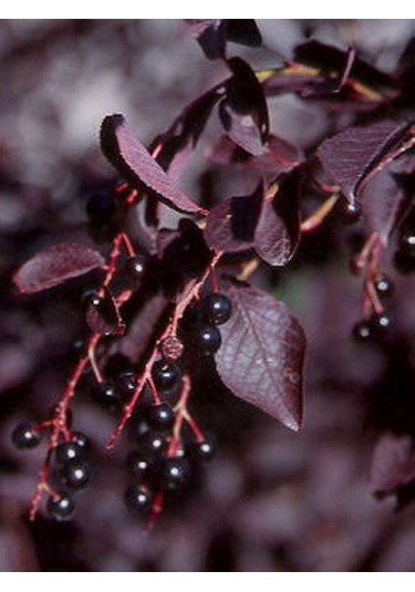 Kırmızı Yapraklı Süs Kirazı Prunus Schubert Fidanı 1-2 Yaş