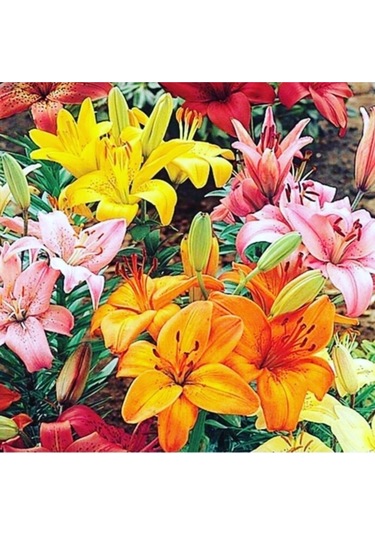 Safir Garden Karışık Lilyum Zambak Çiçeği Soğanı 5 Adet