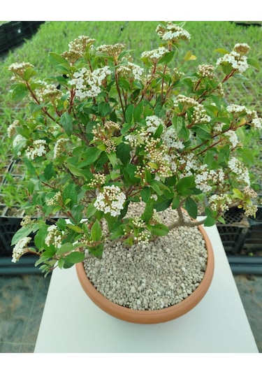 Bonsai Tinus Kartopu - Çiçek Açan Bonsai 7 Yaşında