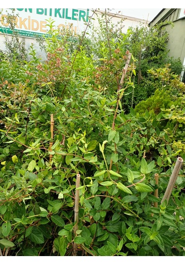 Yeşil Deniz Fidancılık Hanımeli Çiçeği Fidanı 100-150 Cm