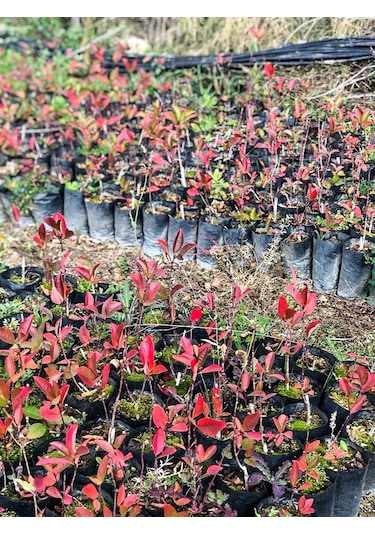 Aronya Fidanı 2 Adet 2 Yaş