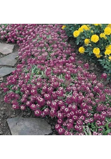 Alyssum Bordo ÇiçekliKokulu Çiçekler500+ Tohum N113796