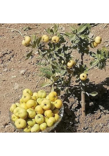 Tüplü Aşılı İri Meyveli Sarı Alıç Fidanı 20-40 Cm
