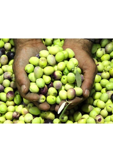 İzorya Taze Çizmelik Yeşil Zeytin (Mut Tipi) 5Kg.