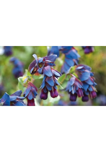 Mor Çiçekli Mücevher Çalısı Tohumu