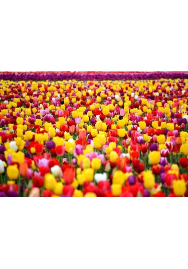 Özel Karışık Mix Lale Soğanı 10adet