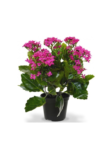 Pembe Kalanşo Çiçeği 3 Adet