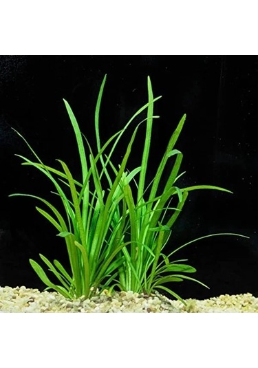 1 Bağ 2-4 Kök Akvaryum Bitkisi - Sagittaria Subulata