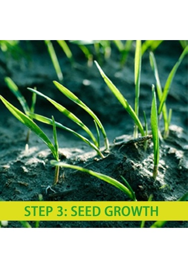 Pazly Tohumu Saman Piknik Matı Matı Gübre Dikim Çim Çim Büyütme Bahçe Bahçe Arka Va