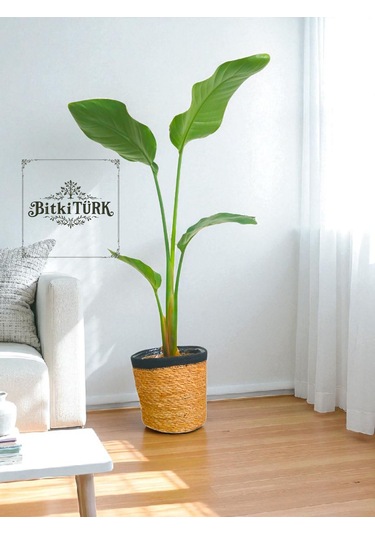 Bitkitürk-starliçe 80/100 Cm Cennet Kuşubofis Salon Ev