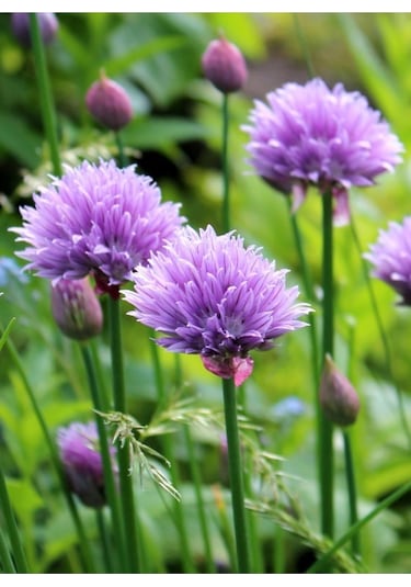 Staro Frenk Soğanı Tohumu Soğanotu Chives