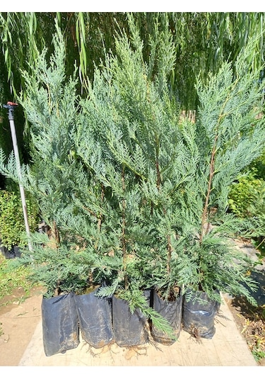 10 Adet Leylandi Siyah Tüp Torbada Ortalama 80 Cm Çit Çamı